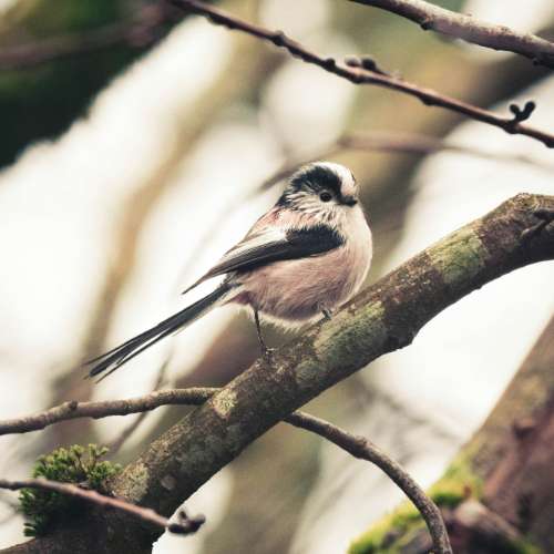 Long-tailed tit: Aegithalos caudatus